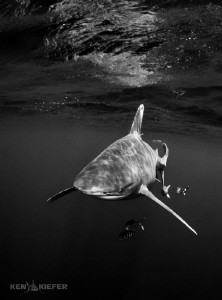 Oceanic Whitetip with pilotfish
Canon 5D3 w 8-15mm fishe... by Ken Kiefer 